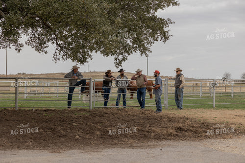 Ranchers Viewing Bulls 205113