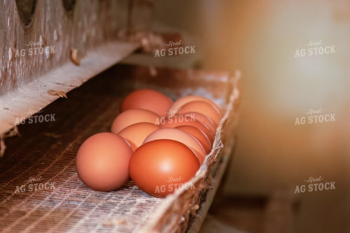 Brown Eggs 15022