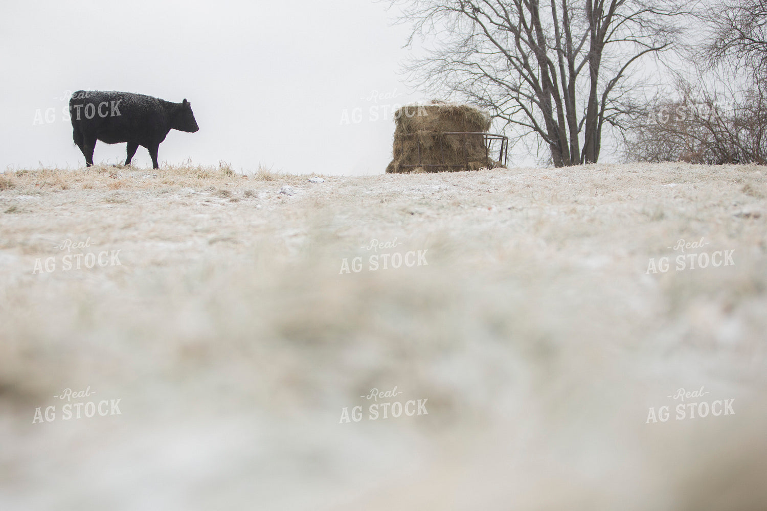 Cattle 1651