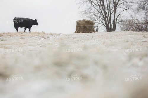 Cattle 1651