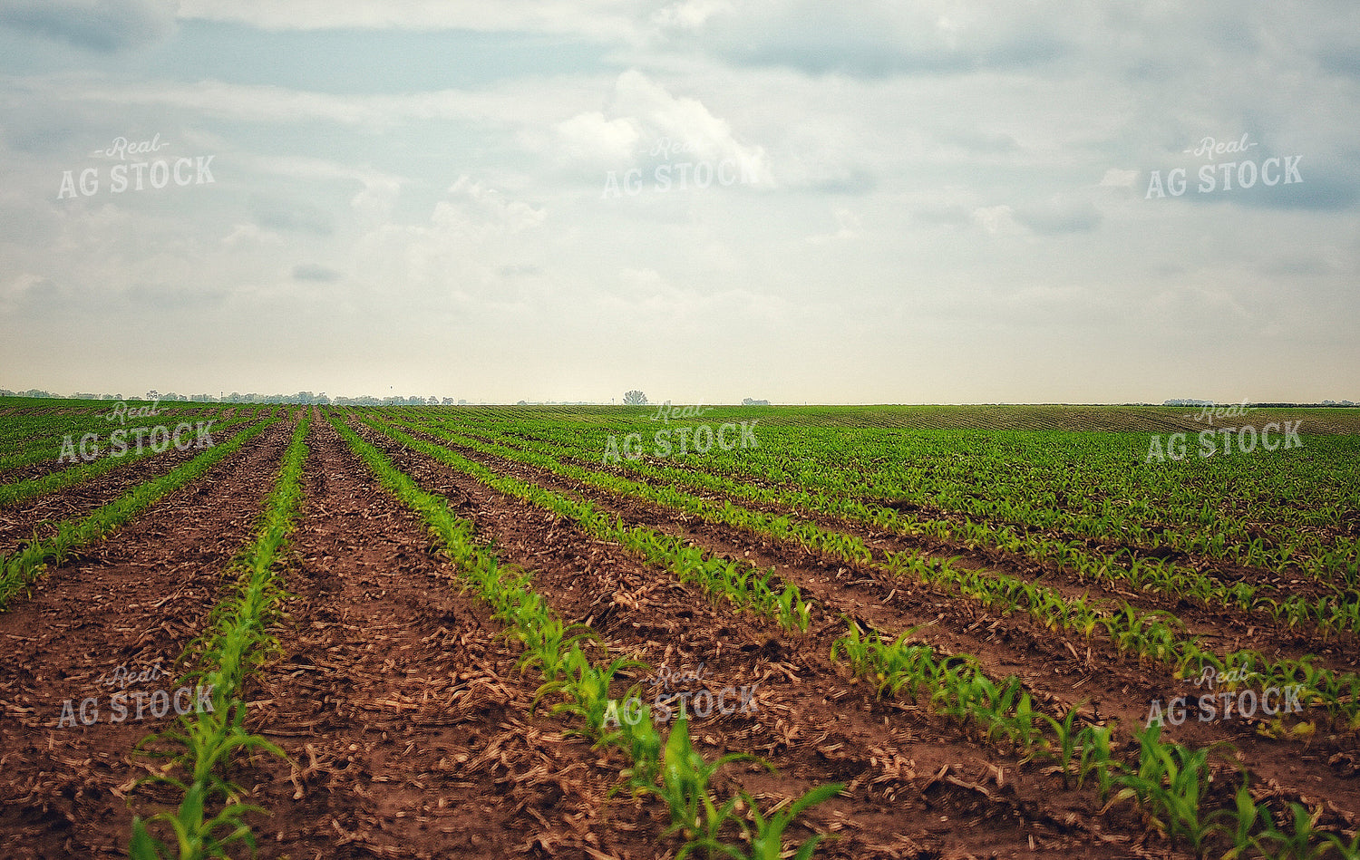 Early Growth Corn 141280