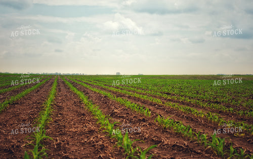 Early Growth Corn 141280