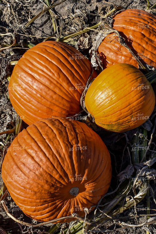 Pumpkins 156090