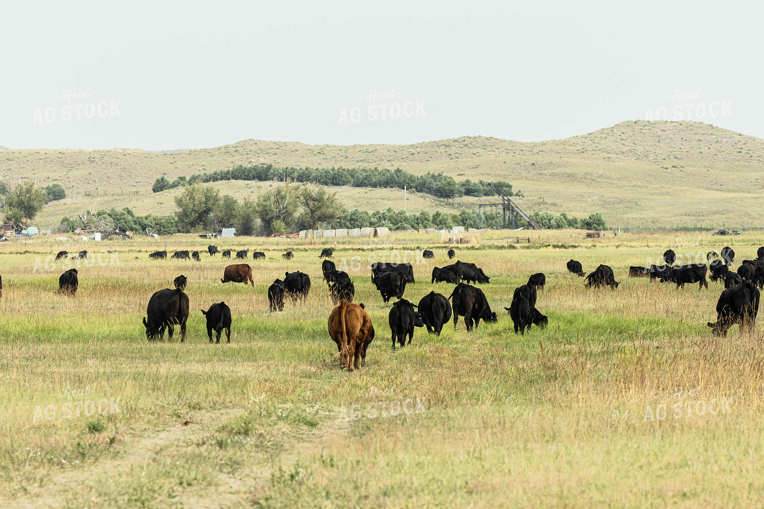 Cattle in Pasture 114051