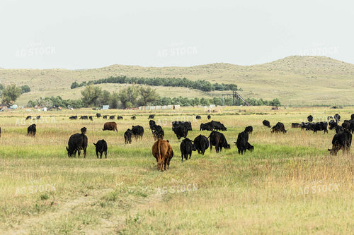 Cattle in Pasture 114051