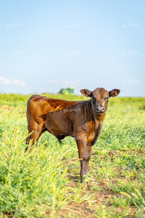Angus Cross Calf 155292