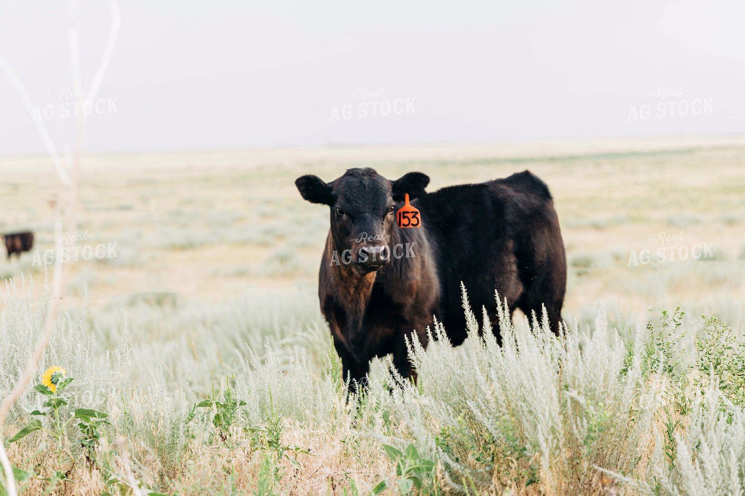 Angus Cow 61001