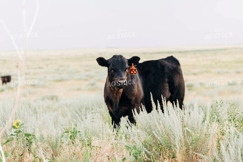 Angus Cow 61001
