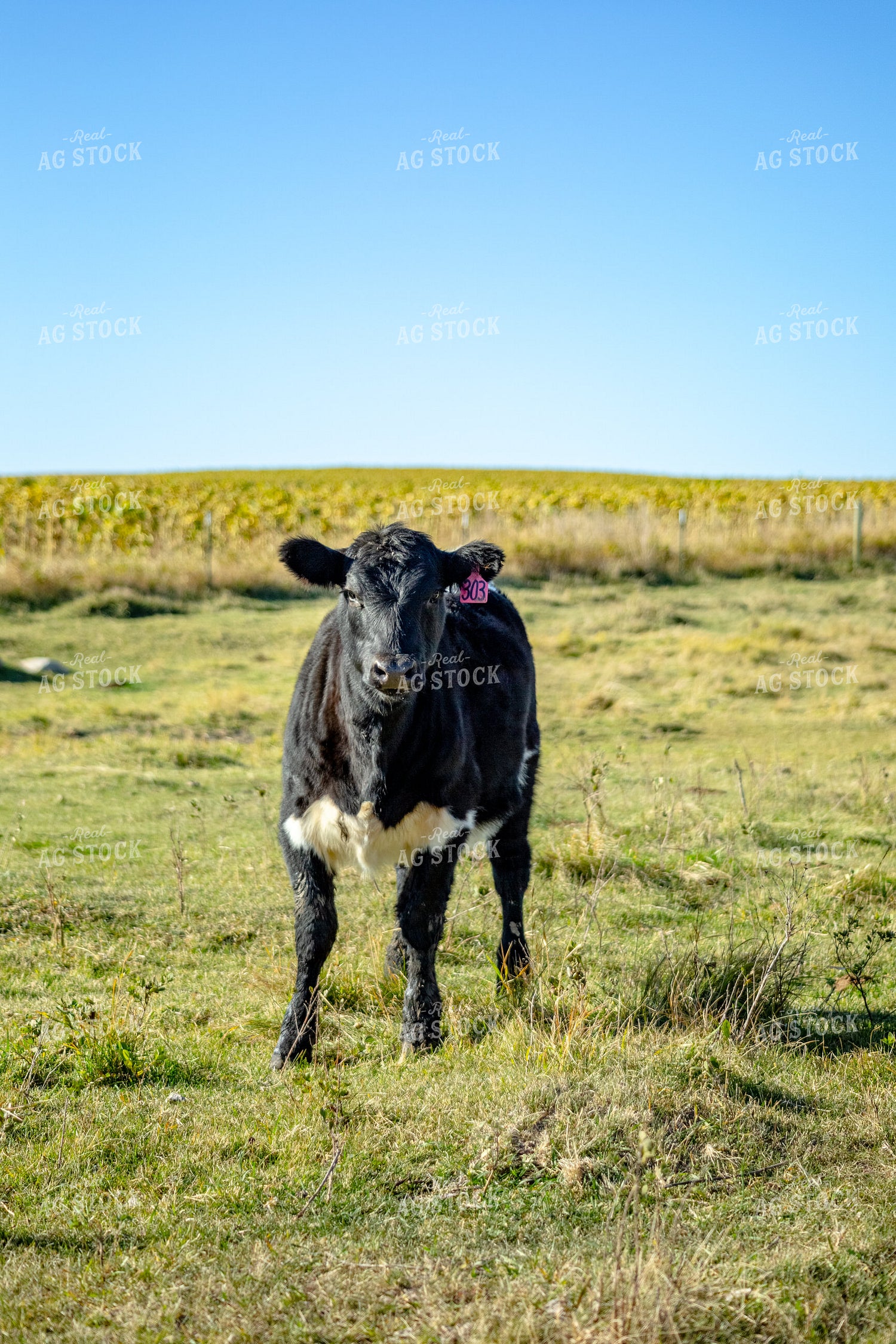 Cattle on Pasture 155324