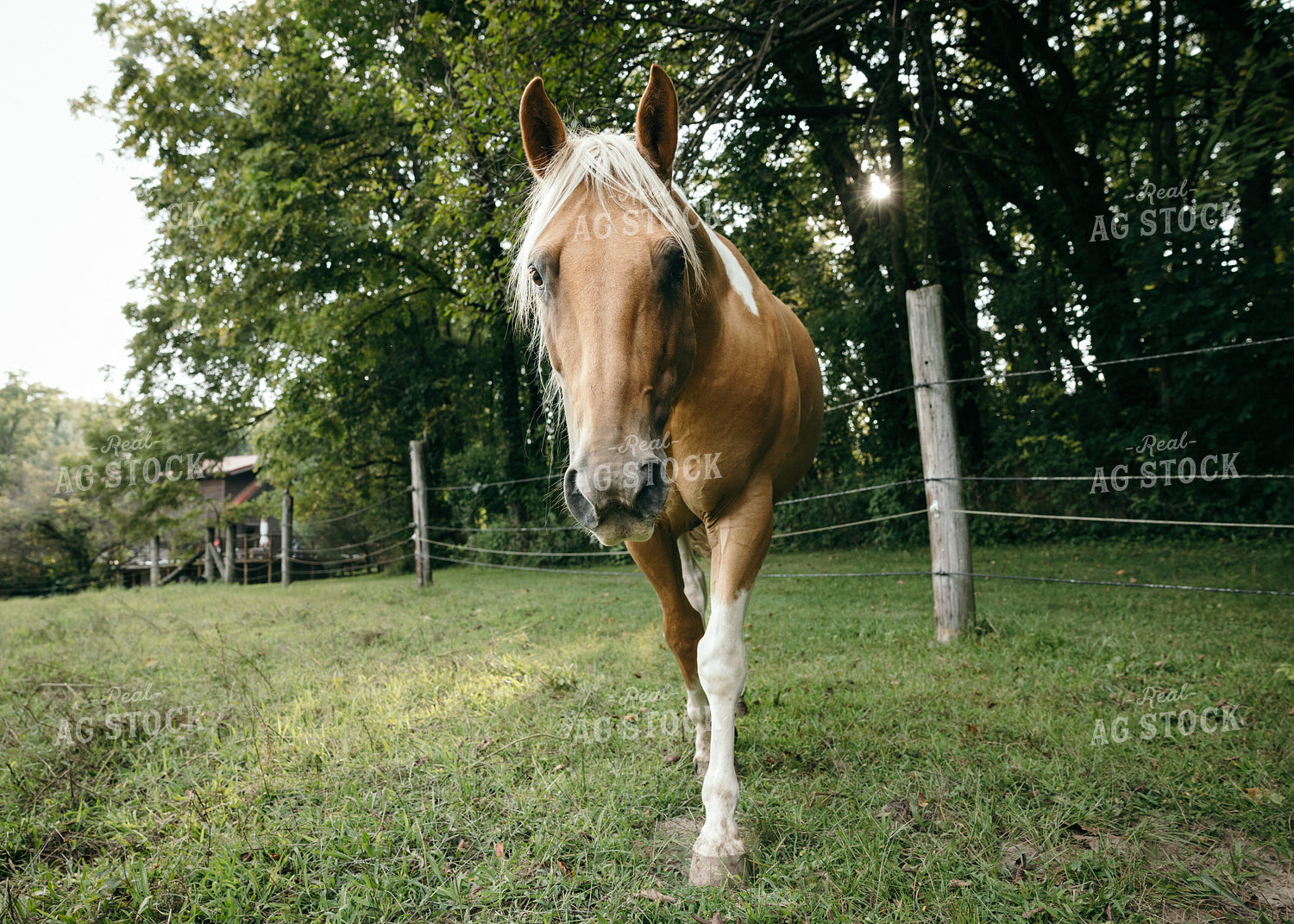 Horse 178074