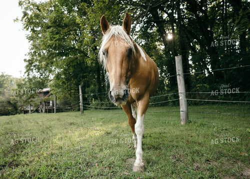 Horse 178074