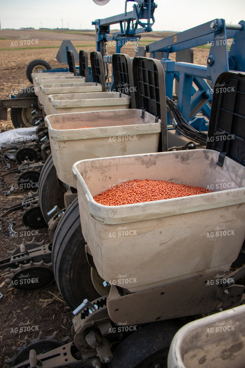 Soybeans in Planter Box 67099