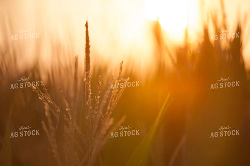 Corn - Mid-Season 1297