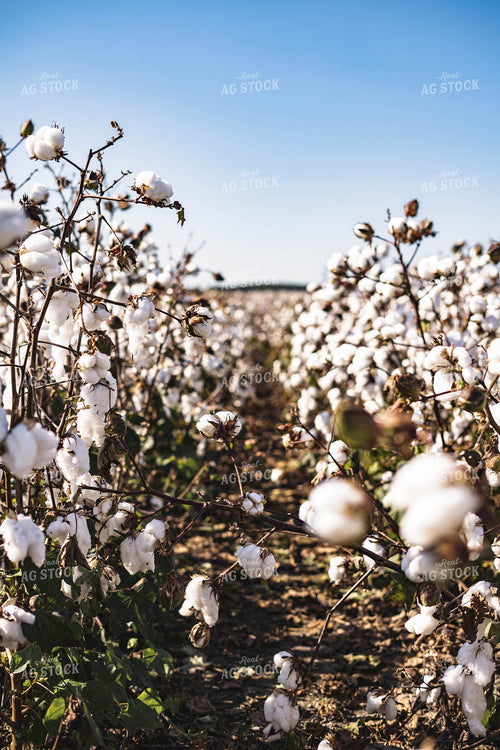 Rows of Cotton 91022