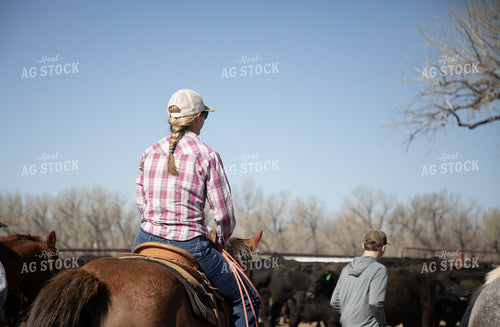 Working Cattle 117308