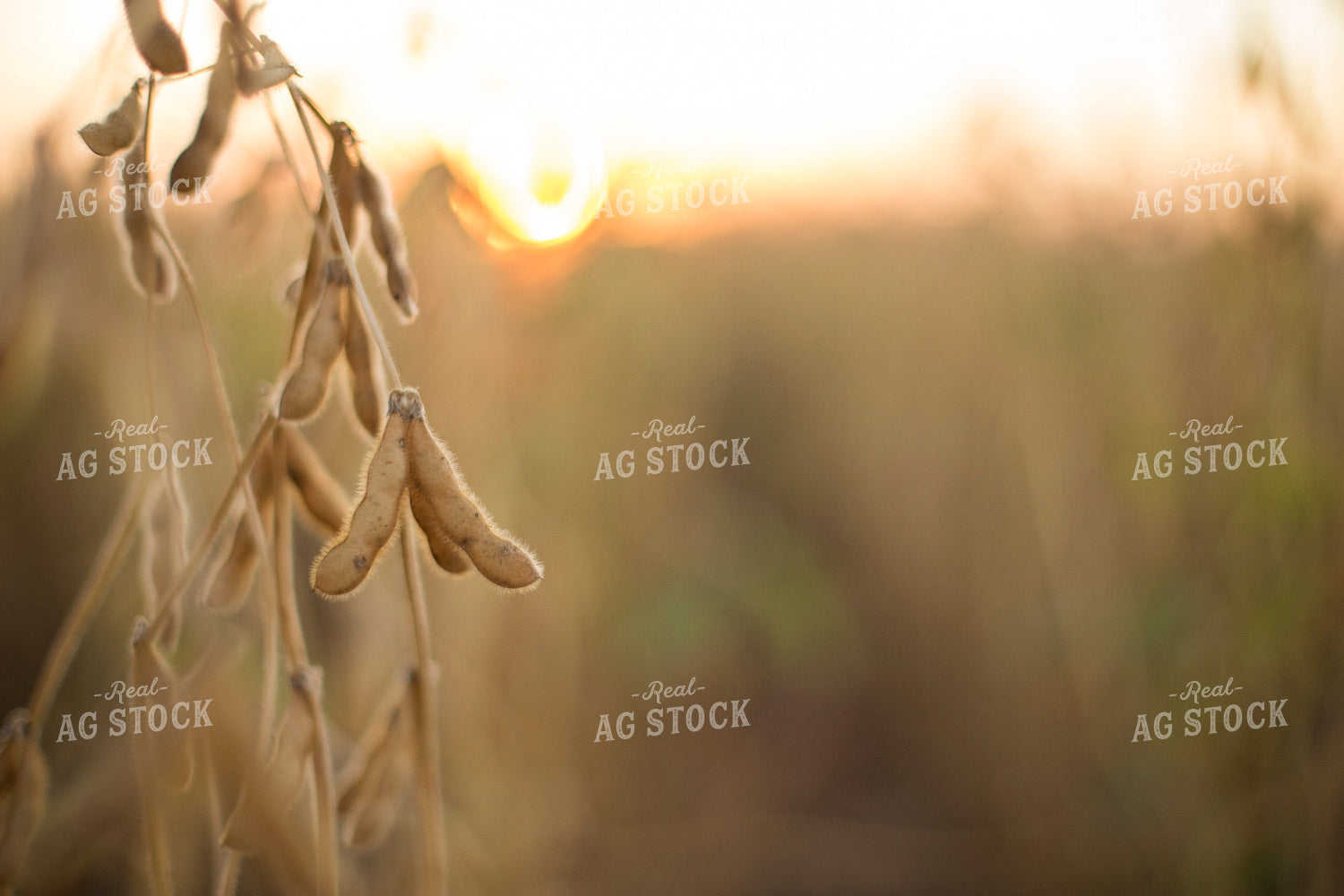 Dried Soybean Pods 93120