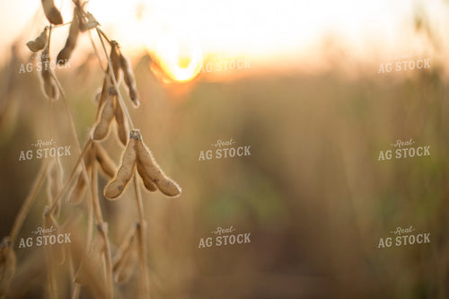 Dried Soybean Pods 93120