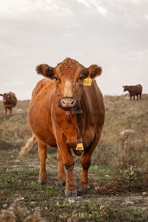 Red Angus Cattle 155070