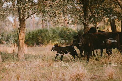 Florida Ranch 7291