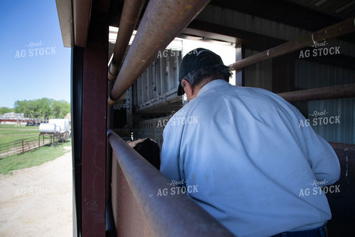 Loading Cattle 117068