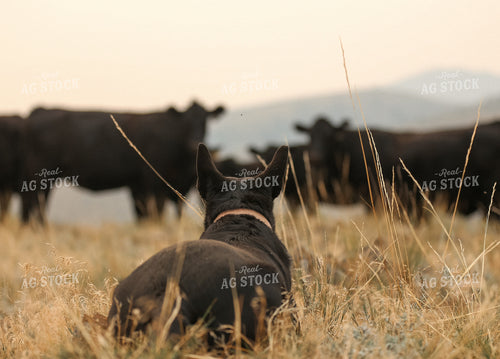 Ranch Dog Moving Cattle 275018