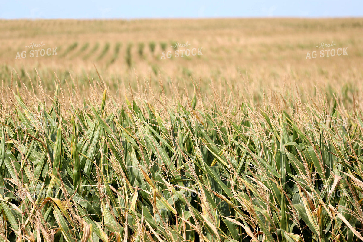 Corn Field 141781