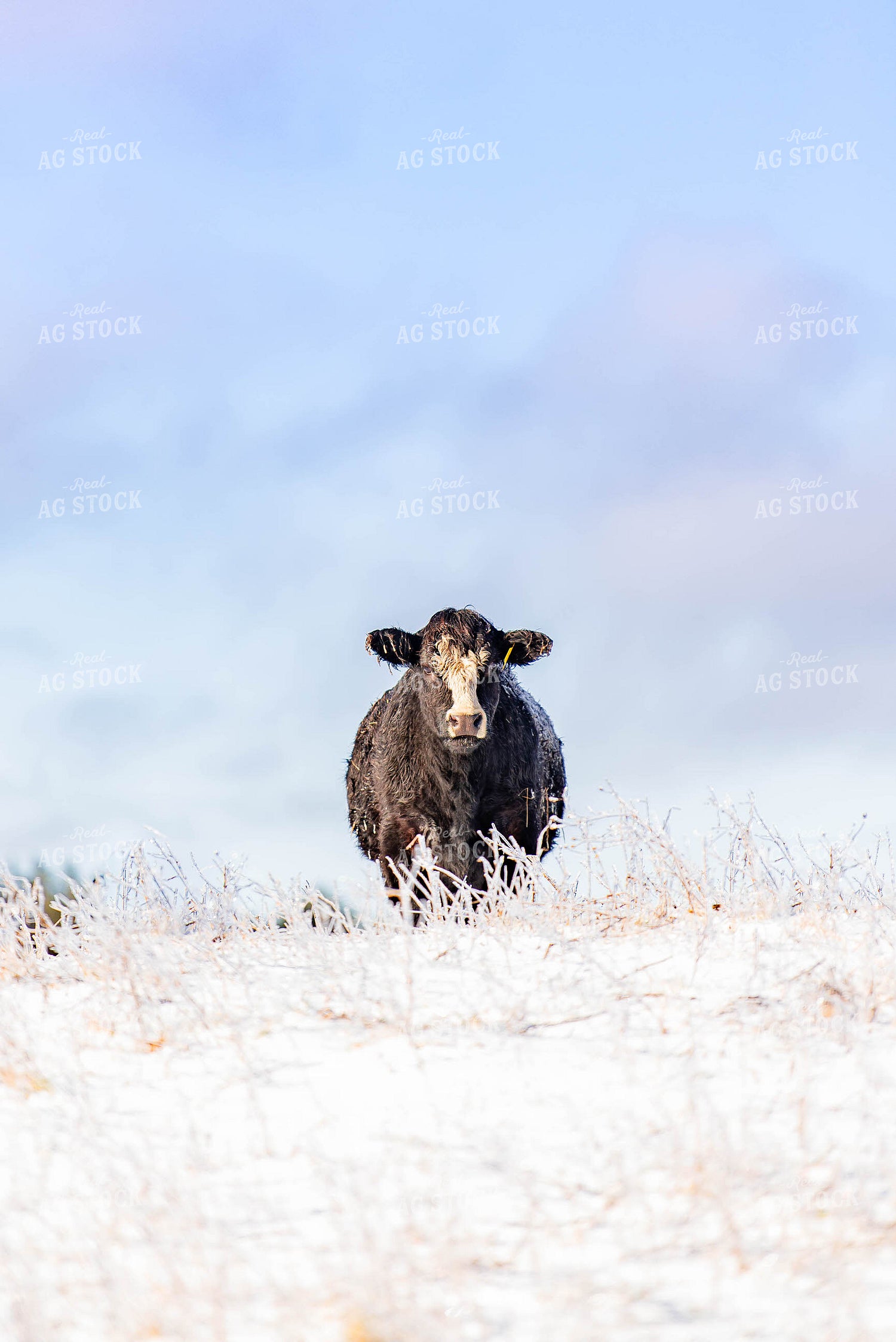 Cow in Snowy Pasture 96021