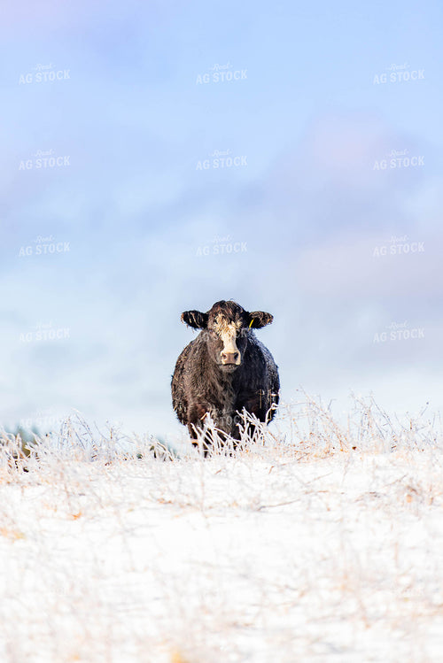 Cow in Snowy Pasture 96021