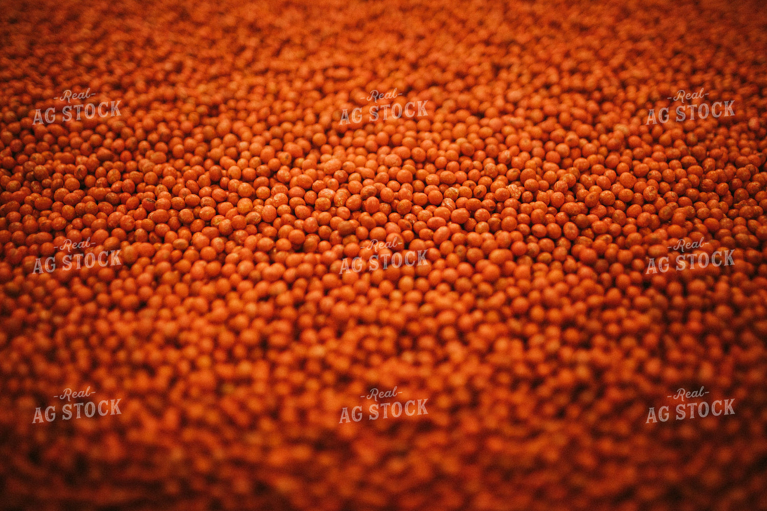 Treated Soybeans Close Up 5290