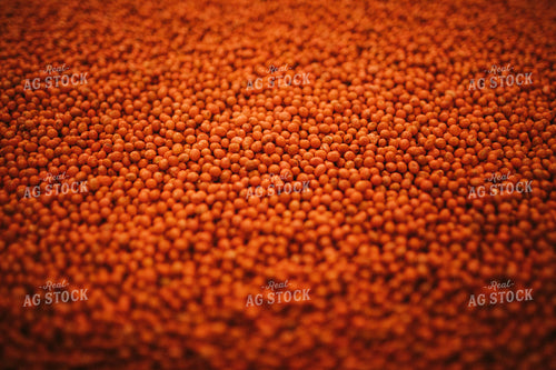 Treated Soybeans Close Up 5290
