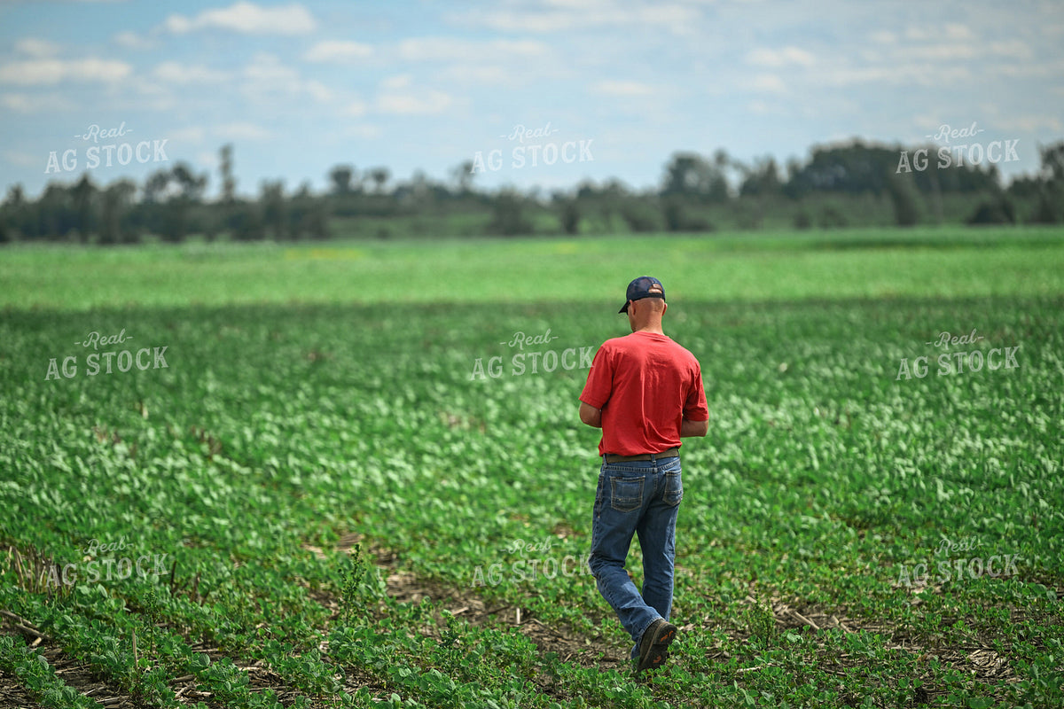 Farmer Scouting Soybean Field 191310