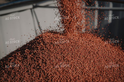 Dumping Harvested Wheat into Trailer 135035