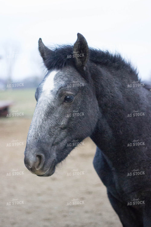 Head of a Horse 73022