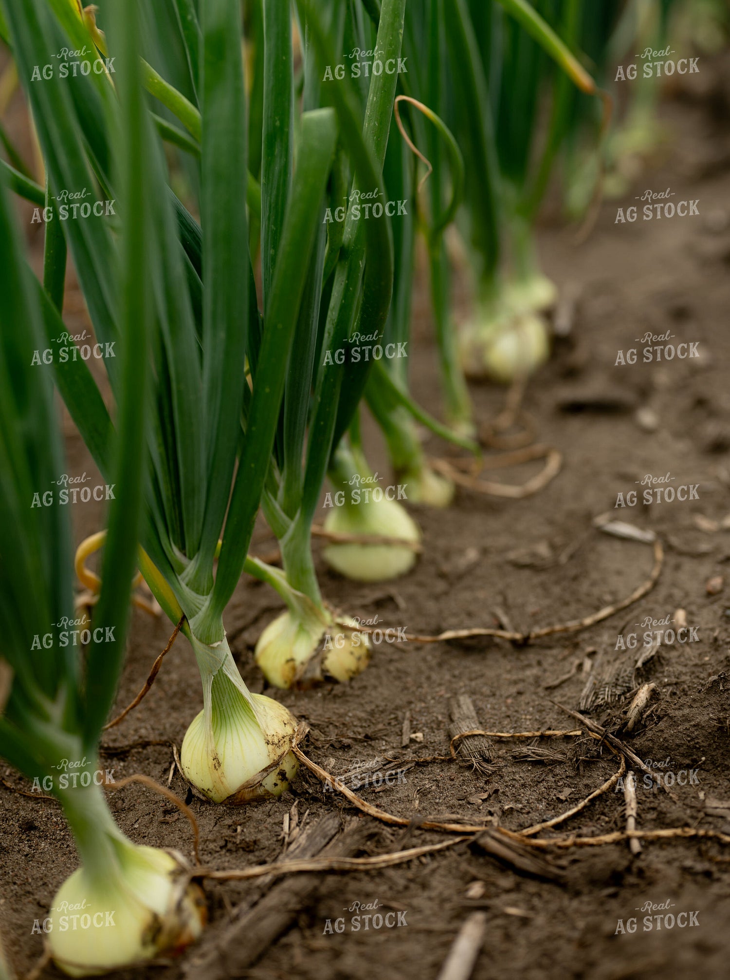 Onion Field 185163