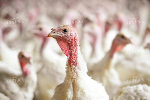 Turkeys 90111