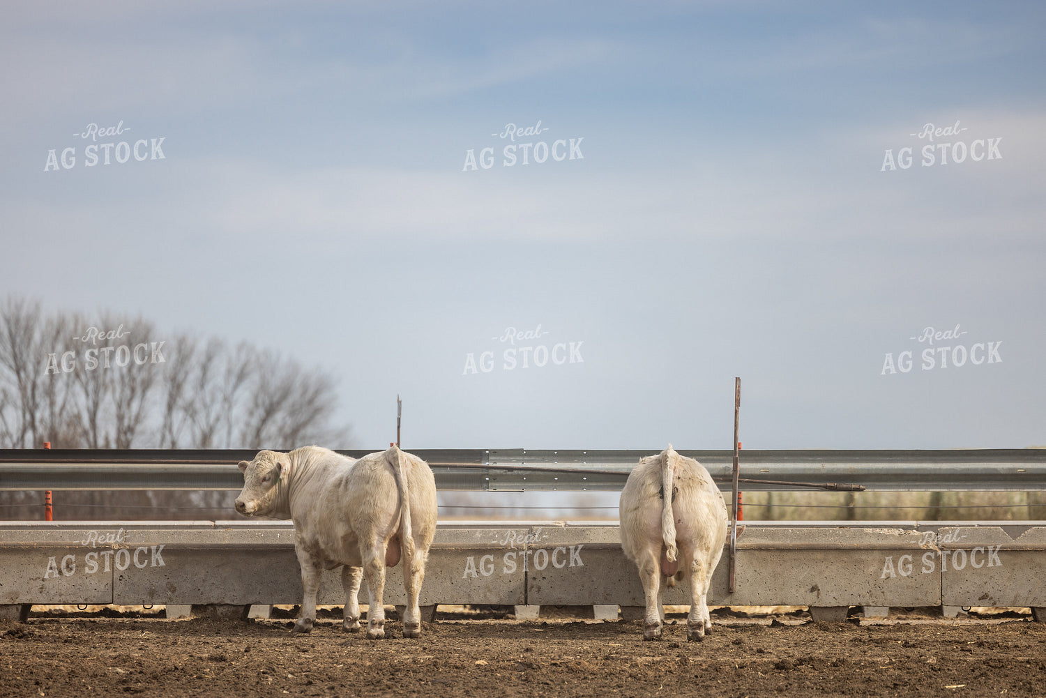 Charolais Cattle 72193