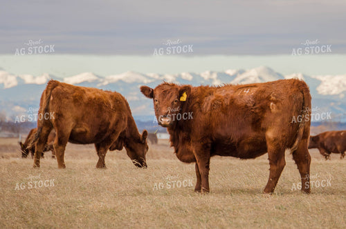 Angus Cows in Pasture 97105