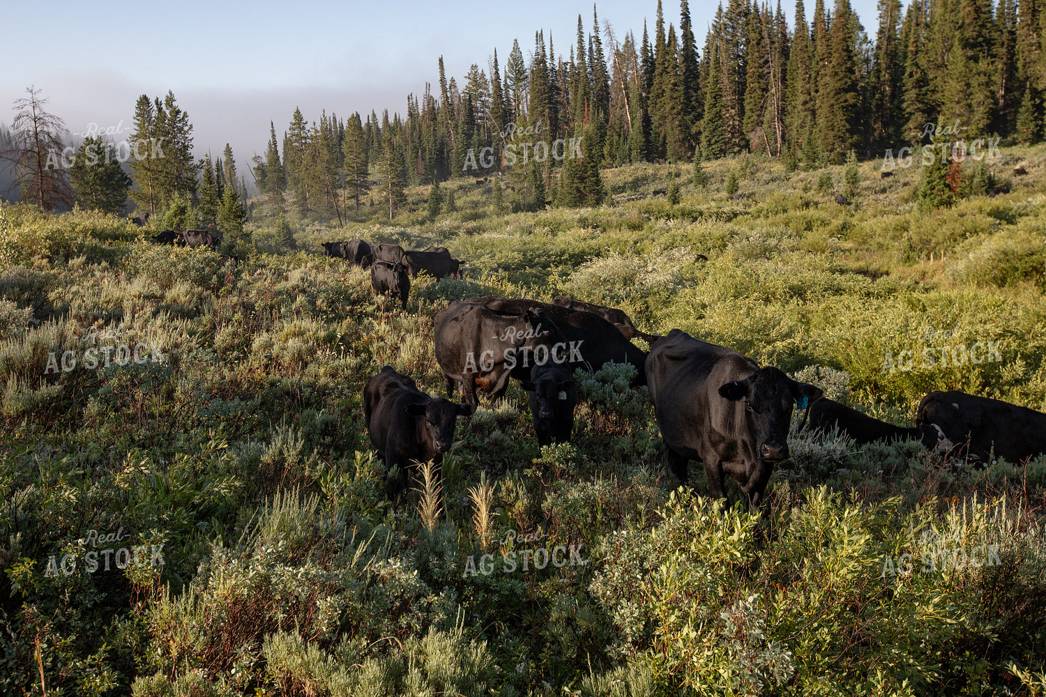 Grazing Cattle on Forest Land 304060