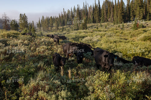 Grazing Cattle on Forest Land 304060