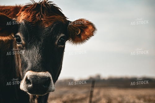 Jersey Calf 166023