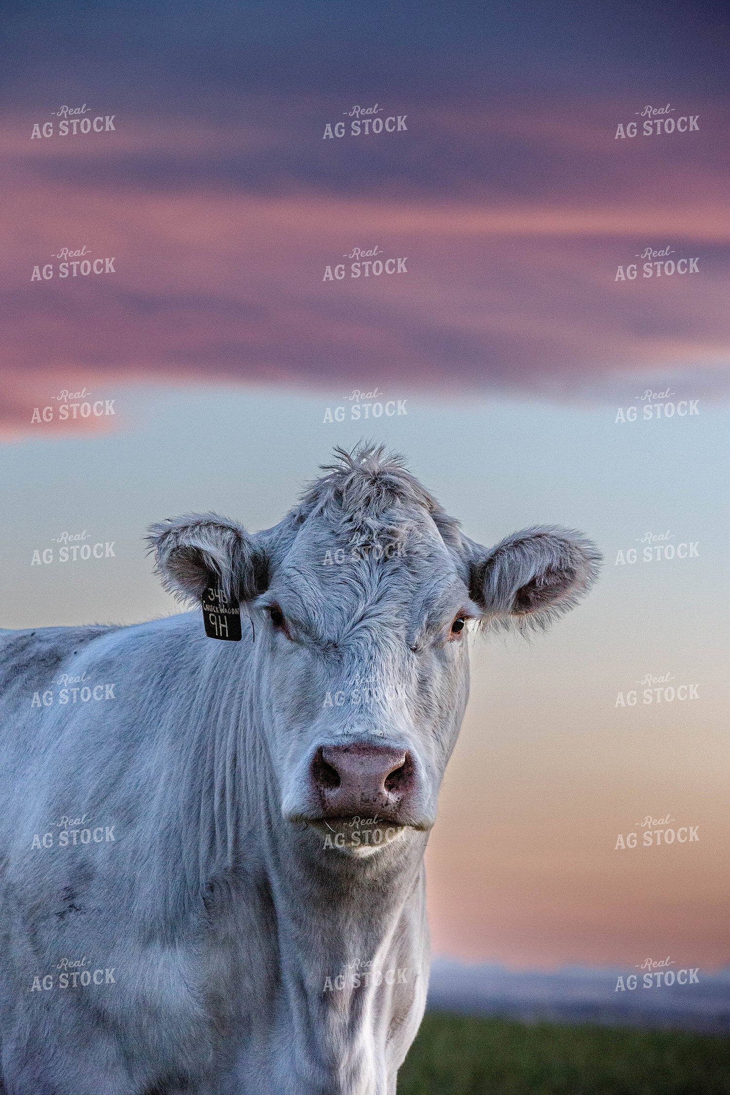 Charolais Cattle on Pasture 81158