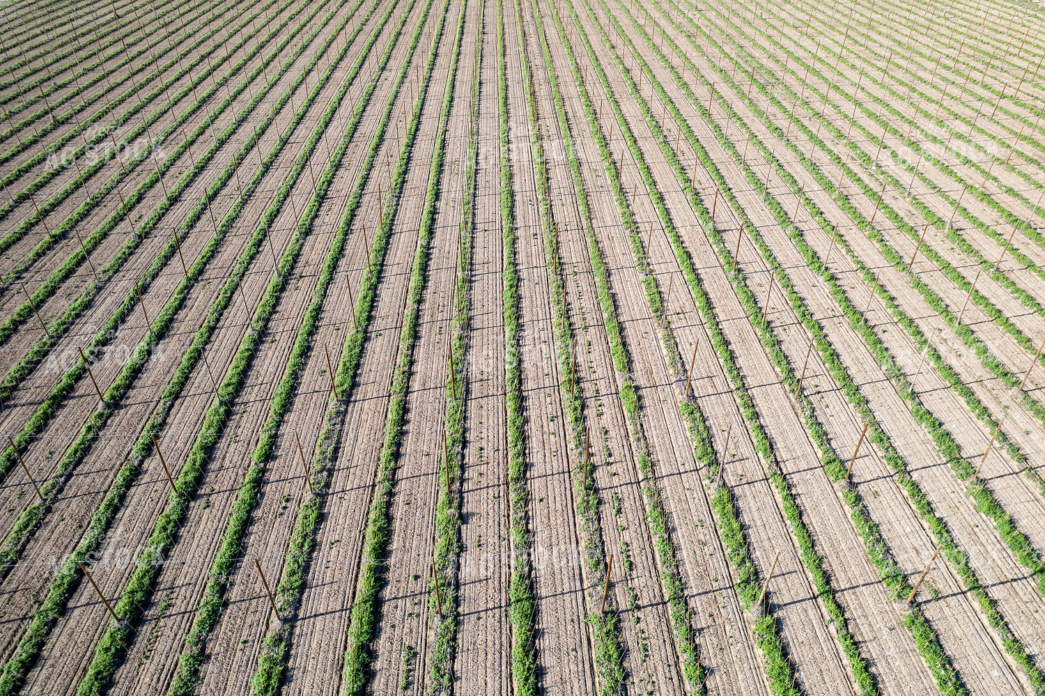 Aerial of Hops Field 65732