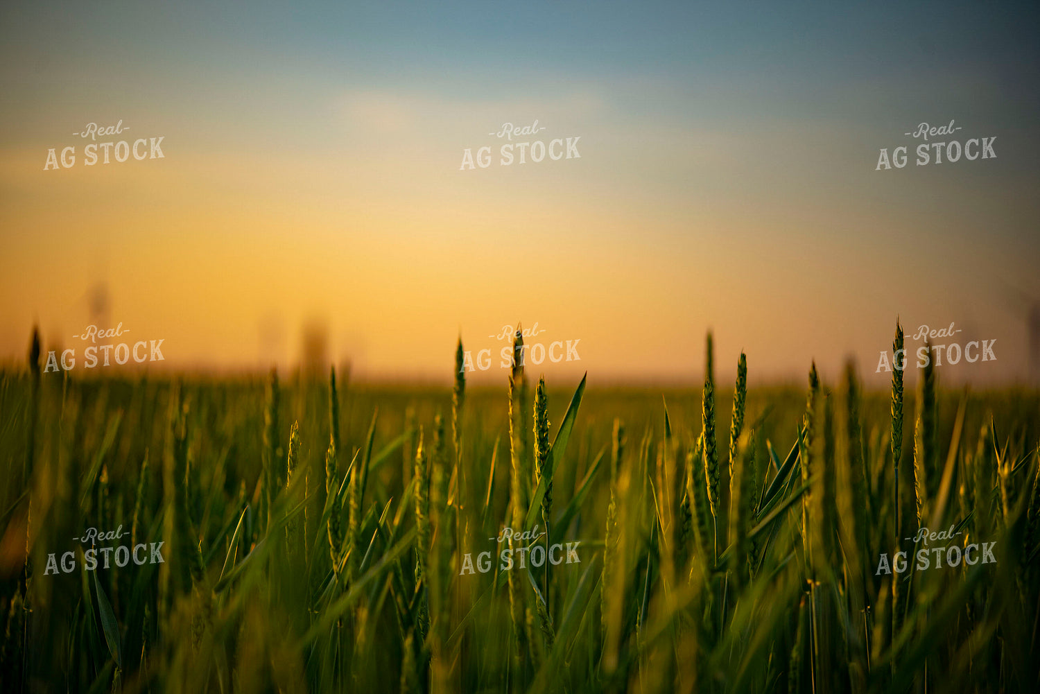 Growing Wheat Field at Sunset 136022