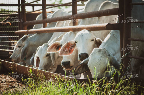 Brahman Cattle Eating 59000