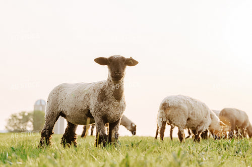 Sheep on Pasture 68186