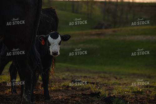 Black Baldy Calf 189025