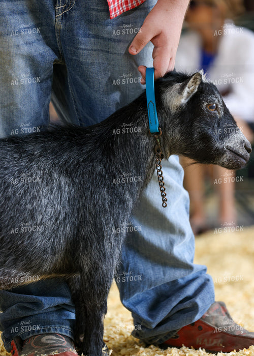 Showing Goats 160118