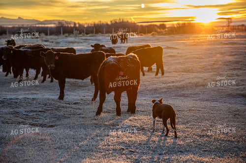 Cattle Herd on Frosty Morning 304061