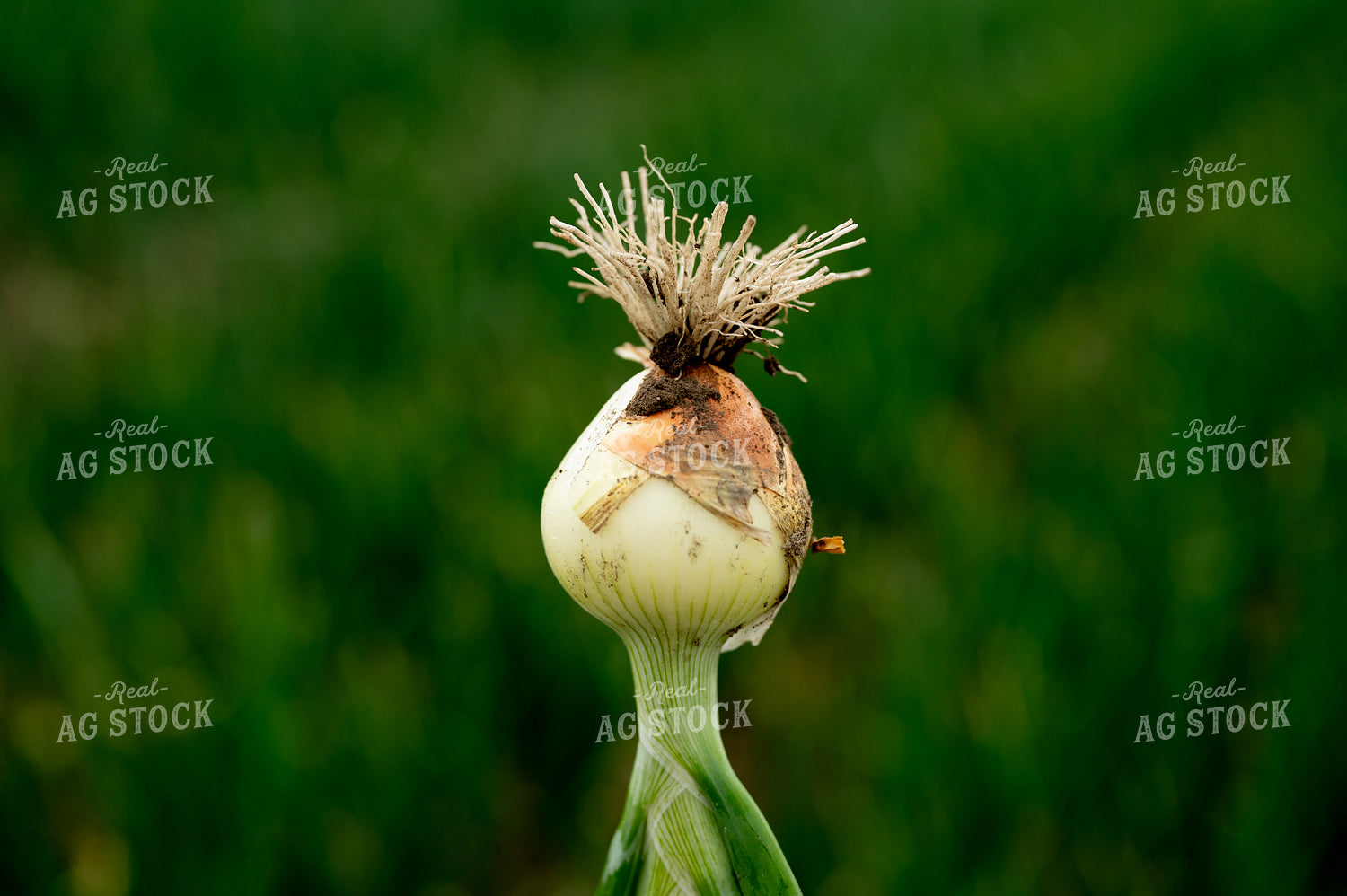 Onion in Field 185156
