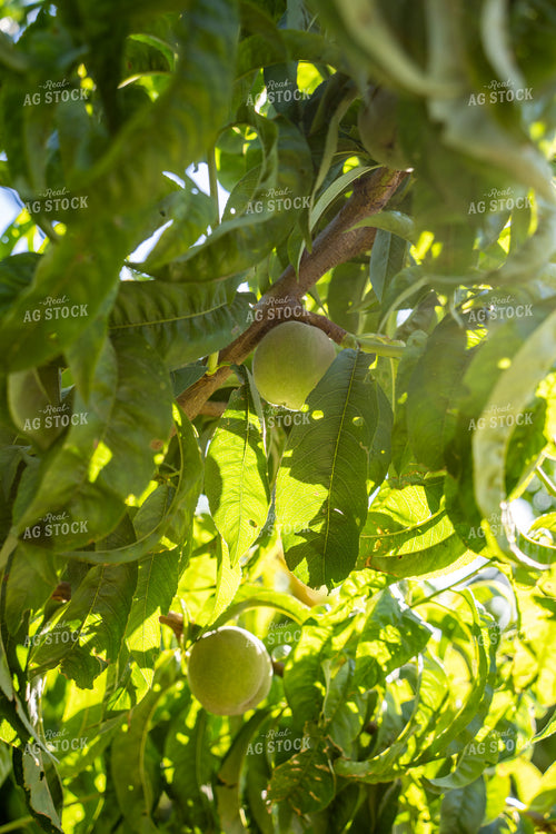 Apricots 65800